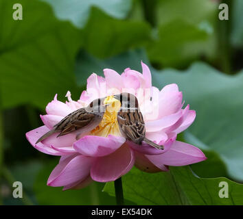 Peking, China. 7. Juli 2015. Spatzen Futter auf einer Lotusblüte im Zizhuyuan Park in Peking, Hauptstadt von China, 7. Juli 2015. Bildnachweis: Wang Xibao/Xinhua/Alamy Live-Nachrichten Stockfoto