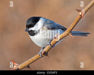 Carolina Chickadee auf Ast Stockfoto