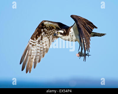 Fischadler im Flug mit kopflosen Fisch Stockfoto