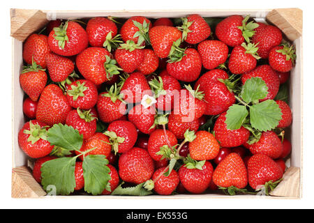 Erdbeeren Beeren Früchte in Holzkiste isoliert auf weißem Hintergrund Stockfoto