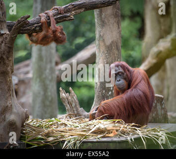 Erschöpfte Mutter Orang-Utan schlafen während seiner Baby Herumspielen Stockfoto