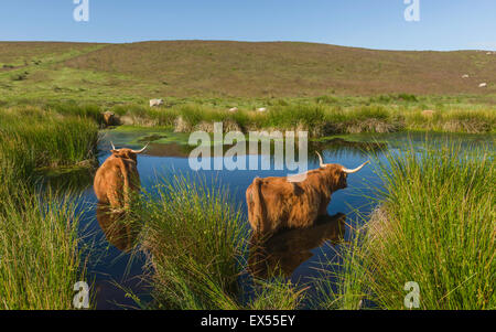 Schottische Hochlandrinder Abkühlung an einem heißen Sommertag im Herzen von North York Moors National Park in einem Teich. Stockfoto