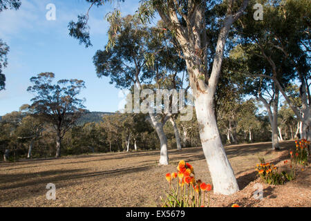 Farmstay Urlaub im Banksia Park Cottages in Kangaroo Valley, new South Wales, Australien Stockfoto