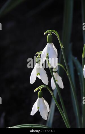 Schneeglöckchen (Galanthus) in einen englischen Garten Grenze. Stockfoto