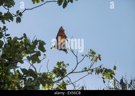 Flughund in den königlichen botanischen Garten in Kandy, Sri Lanka Stockfoto