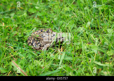 Frosch auf dem Rasen Stockfoto