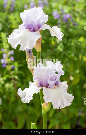 Nahaufnahme eines leichten lila Bartiris Blumen Stockfoto