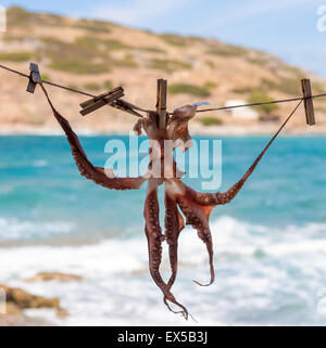Oktopus auf Sonne trocknen. Diese Methode der Trocknung ist eine, die für Jahrhunderte verwendet worden ist. Besser trocken Oktopus zum Grillen. Crete Stockfoto
