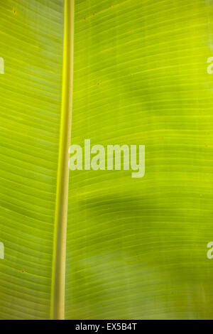 ESP, Spanien, die Kanaren Insel La Palma, Blatt einer Bananenpflanze in der Nähe von Las Indias.  ESP, Spanien, Kanarische Inseln, In Stockfoto