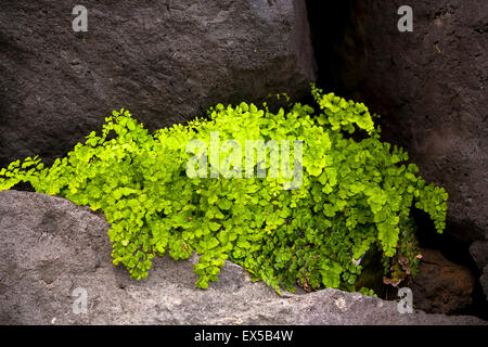 ESP, Spanien, Kanarische Inseln, Insel von La Palma, tausend Farn (lat. Venushaarfarns Capillus-Veneris).  ESP, Spanien, Kanarische Stockfoto