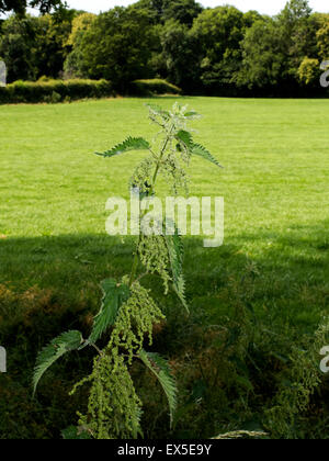 Gemeinsamen Brennnessel Urtica dioica Stockfoto