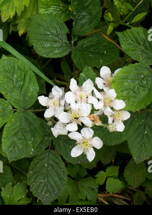 Dog Rose Blume Rosa canina Stockfoto