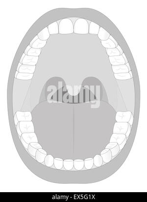 Illustration der Erwachsenen offenem Mund mit sechsunddreißig bleibenden Zähne zu skizzieren. Stockfoto