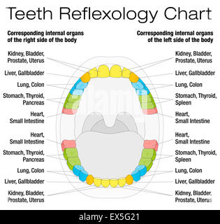 Zähne Reflexzonenmassage Chart - bleibende Zähne und ihre entsprechenden inneren Organe. Stockfoto