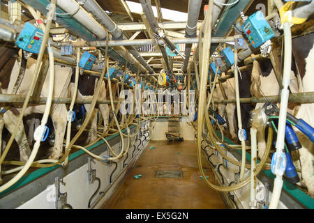 Eine moderne Grube Typ high-Speed Melken Station mit Pumpen ausgestattet, um Kühe Euter, auf einer Milchfarm. Stockfoto