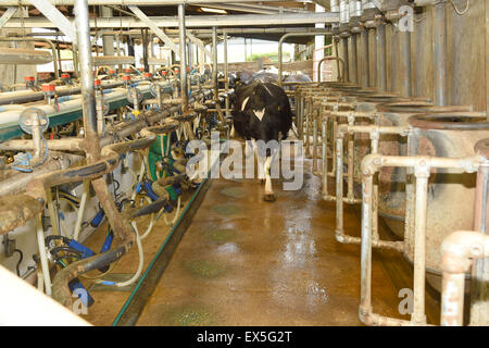 Eine moderne Grube Typ high-Speed Melken Station mit Pumpen ausgestattet, um Kühe Euter, auf einer Milchfarm. Stockfoto