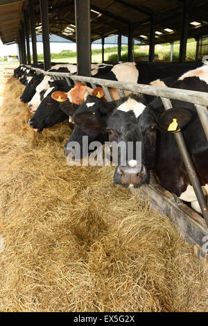 Kühe füttern auf einem Milchviehbetrieb vor Mikrofonierung. Stockfoto