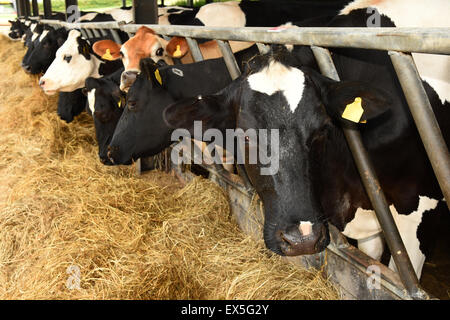 Kühe füttern auf einem Milchviehbetrieb vor Mikrofonierung. Stockfoto