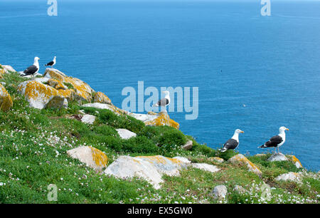 Möwen auf der irischen See von island Stockfoto