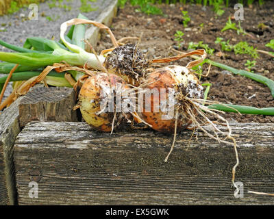 Weißfäule ist eine ernsthafte Erkrankung des Alliums, vor allem Birne Zwiebeln, Knoblauch und Lauch, verursacht durch bodenbürtige Pilz Sklerotium Cepivorum, die im Boden jahrelang anhalten kann. Suchen Sie nach Symptome von Hochsommer bis Frühherbst. Stockfoto