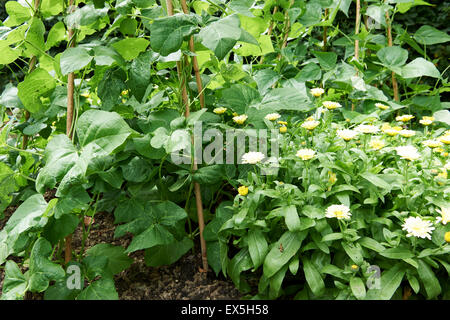 Stangenbohnen und Klettern Bohnen wachsen auf Zuckerrohr Wigwams mit Ringelblumen an der Basis. Stockfoto