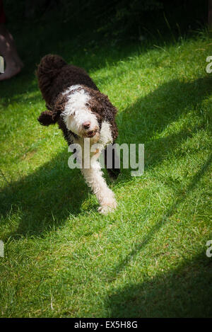 Spanischer Wasserhund Welpen durch sonnige Garten Stockfoto