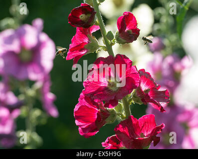 Berlin, Deutschland. 6. Juli 2015. Bienen fliegen bis die Blüten der Stockrose in Berlin, Deutschland, 6. Juli 2015. Foto: Bernd von Jutrczenka/Dpa/Alamy Live News Stockfoto