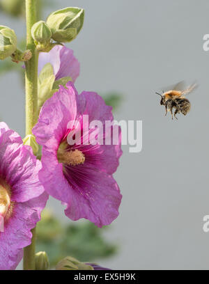 Berlin, Deutschland. 6. Juli 2015. Eine Hummel fliegt die Blüten der Stockrose in Berlin, Deutschland, 6. Juli 2015. Foto: Bernd von Jutrczenka/Dpa/Alamy Live News Stockfoto