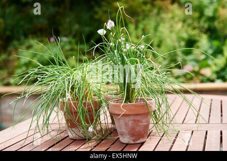 Schnittlauch in Terrakotta-Töpfe. Stockfoto