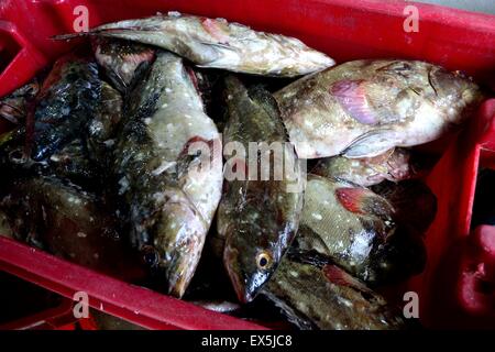 Zackenbarsch Fisch - Port in PUERTO PIZARRO. Abteilung von Tumbes. Peru Stockfoto