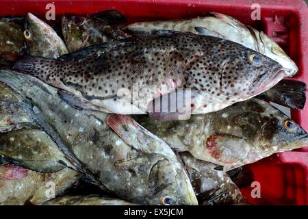 Zackenbarsch Fisch - Port in PUERTO PIZARRO. Abteilung von Tumbes. Peru Stockfoto