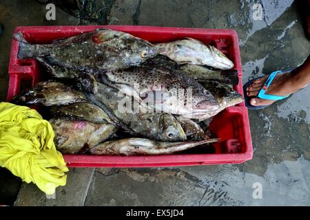 Zackenbarsch Fisch - Port in PUERTO PIZARRO. Abteilung von Tumbes. Peru Stockfoto