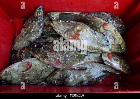 Zackenbarsch Fisch - Port in PUERTO PIZARRO. Abteilung von Tumbes. Peru Stockfoto