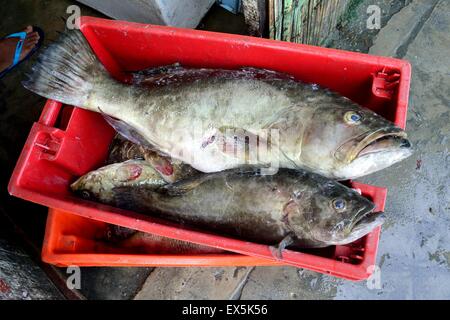 Zackenbarsch Fisch - Port in PUERTO PIZARRO. Abteilung von Tumbes. Peru Stockfoto