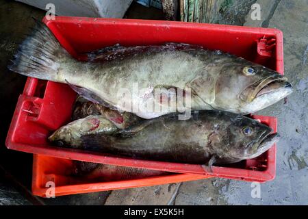 Zackenbarsch Fisch - Port in PUERTO PIZARRO. Abteilung von Tumbes. Peru Stockfoto