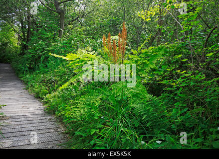Ein Königsfarn am Ranworth breit Nature Reserve, Norfolk, England, Vereinigtes Königreich. Stockfoto