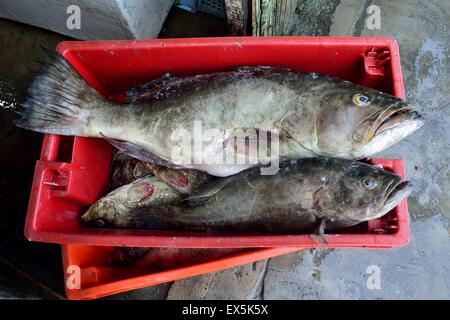 Zackenbarsch Fisch - Port in PUERTO PIZARRO. Abteilung von Tumbes. Peru Stockfoto