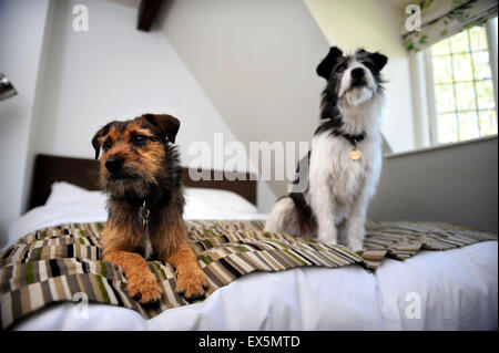 Hunde im Hund freundliches Hotel Washbourne Court (jetzt schlachtet Country Inn) in Lower Slaughter, Gloucestershire UK Stockfoto