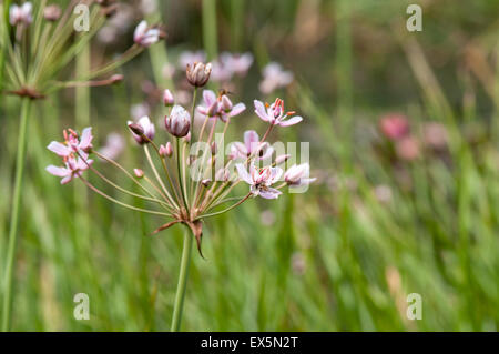 Blüte der Blüte-Ansturm auf einen kleinen Teich in Essex Stockfoto