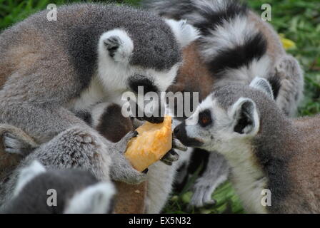 hungrige Lemuren Stockfoto