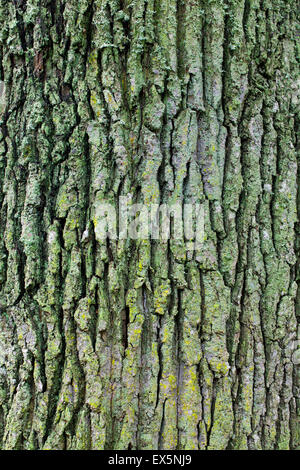 Rinde der Stieleiche / pedunculate Eiche / aus französischer Eiche (Quercus Robur) in Flechten bedeckt Stockfoto