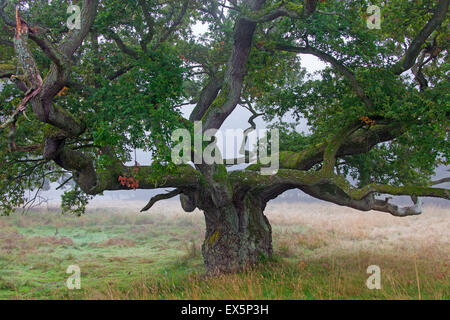 Dicke einsame Englisch Eiche / pedunculate Eiche / französischer Eiche (Quercus Robur) in Feld im Nebel Stockfoto