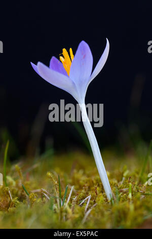 Frühlings-Krokus / Giant Krokus (Crocus Vernus Albiflorus) Blüte im Frühjahr Stockfoto