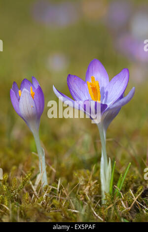 Zwei Frühling Krokusse / Giant Croci (Crocus Vernus Albiflorus) Blüte im Frühjahr Stockfoto