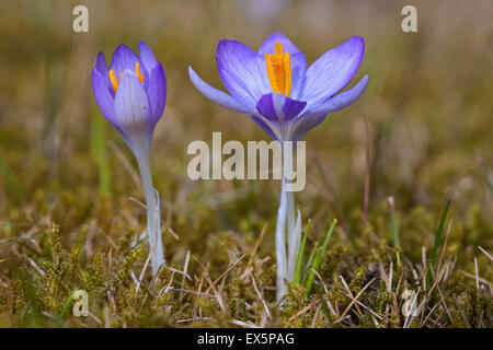 Zwei Frühling Krokusse / Giant Croci (Crocus Vernus Albiflorus) Blüte im Frühjahr Stockfoto