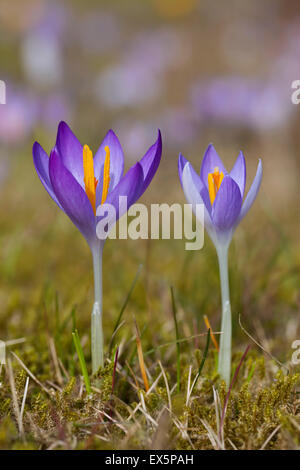 Zwei Frühling Krokusse / Giant Croci (Crocus Vernus Albiflorus) Blüte im Frühjahr Stockfoto