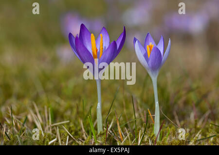 Zwei Frühling Krokusse / Giant Croci (Crocus Vernus Albiflorus) Blüte im Frühjahr Stockfoto