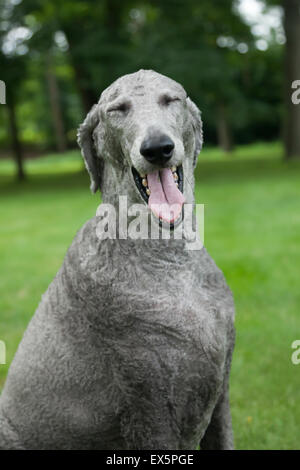 Eine junge, männliche Silberwährung sitzt Pudel draußen in der Sommer-Rasen. Stockfoto