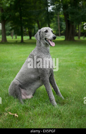 Eine junge, männliche Silberwährung sitzt Pudel draußen in der Sommer-Rasen. Stockfoto