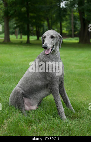 Eine junge, männliche Silberwährung sitzt Pudel draußen in der Sommer-Rasen. Stockfoto